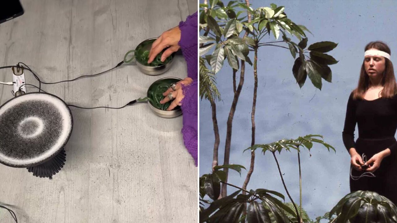 Amplifying Nature’s Whispers: Art and Technology Converge to Sonify Living Organisms