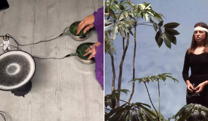 Amplifying Nature’s Whispers: Art and Technology Converge to Sonify Living Organisms