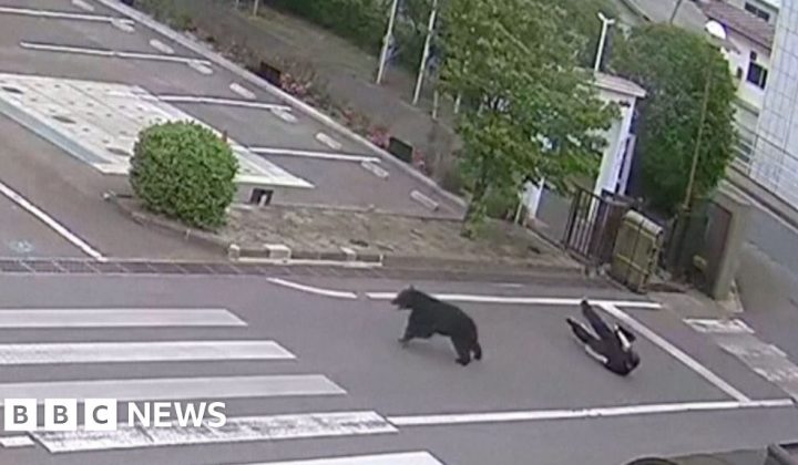 Bear Attack at Fukushima Steel Works Injures Four