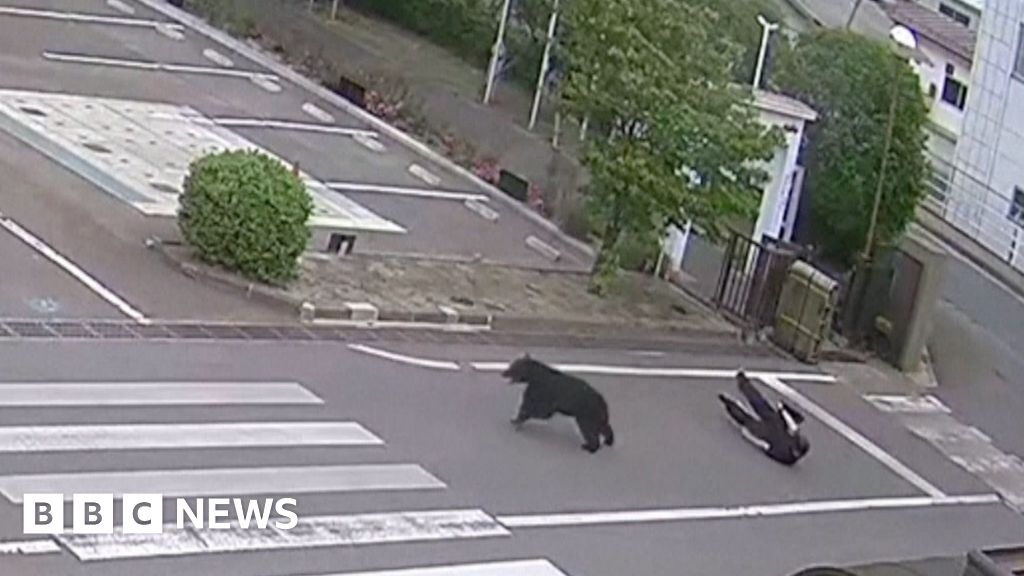 Bear Attack at Fukushima Steel Works Injures Four