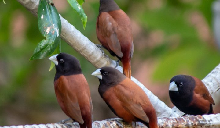 Árboles Nativos Ideales para Pequeños Espacios Urbanos