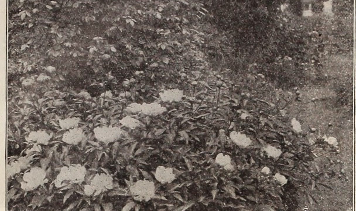 Paeonia ‘Duchesse de Nemours’: A Comprehensive Guide to This Classic Peony