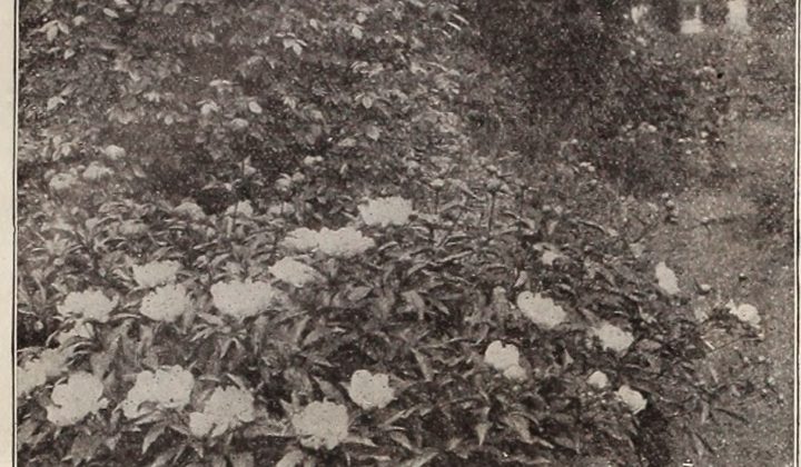 Paeonia ‘Duchesse de Nemours’: A Comprehensive Guide to This Classic Peony