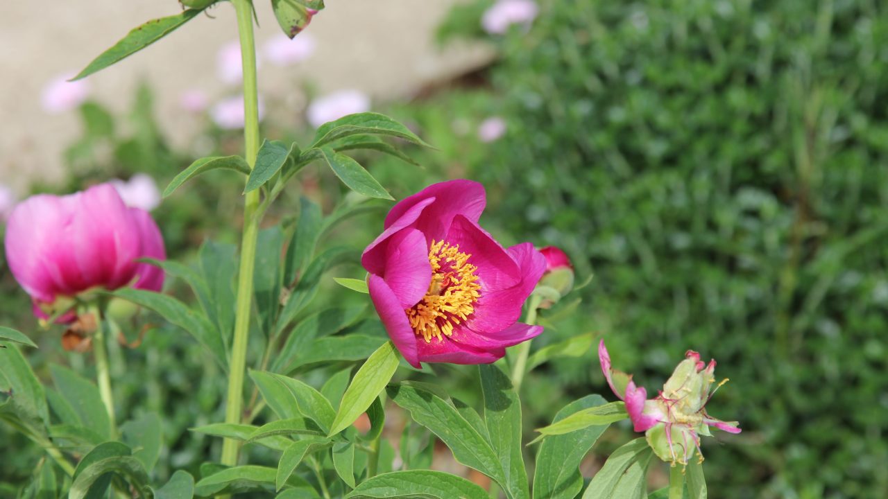 Paeonia: Understanding the Name and Its Numerical Representations