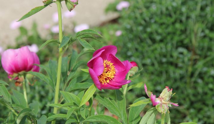 Paeonia: Understanding the Name and Its Numerical Representations