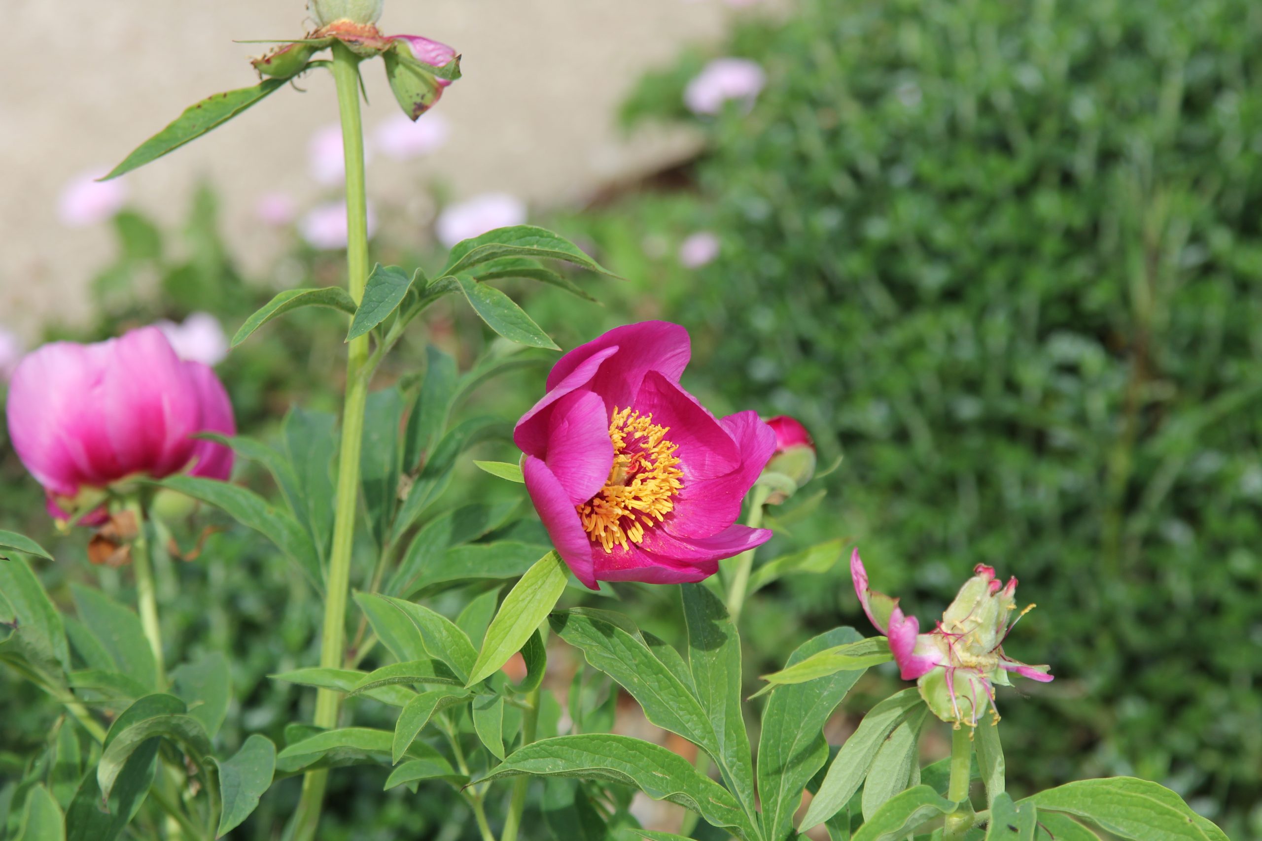 A close-up of a pink paeonia flower in bloom.